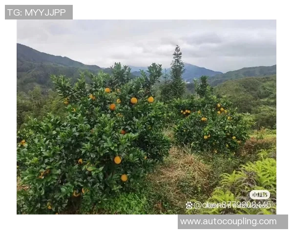 秋日果园采摘之旅：品味丰收的季节，享受自然馈赠的美好时光